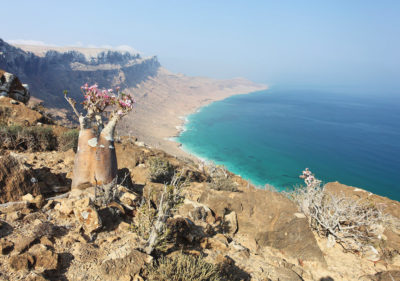 Wakeup Adventures Socotra tour kite beaches